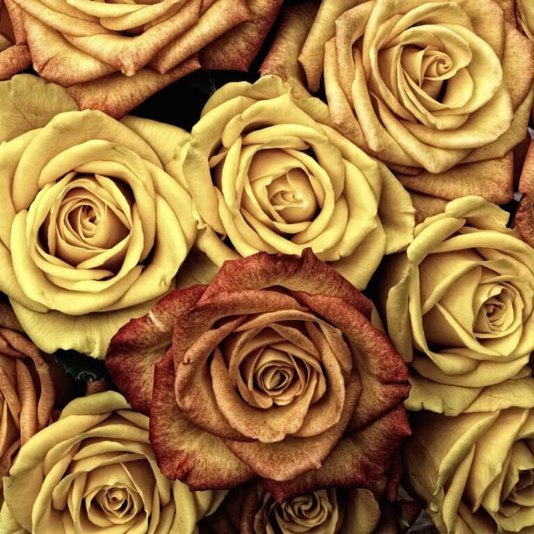 Yellow Roses