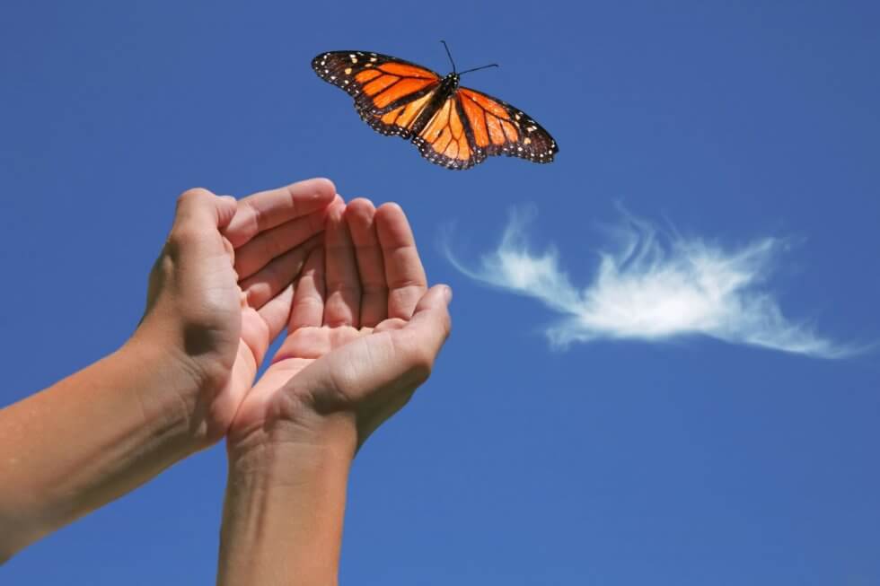 Butterfly being released from someone's hands