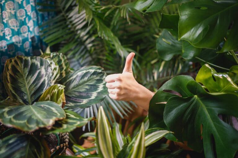Thumbs up in garden, depicting self acceptance