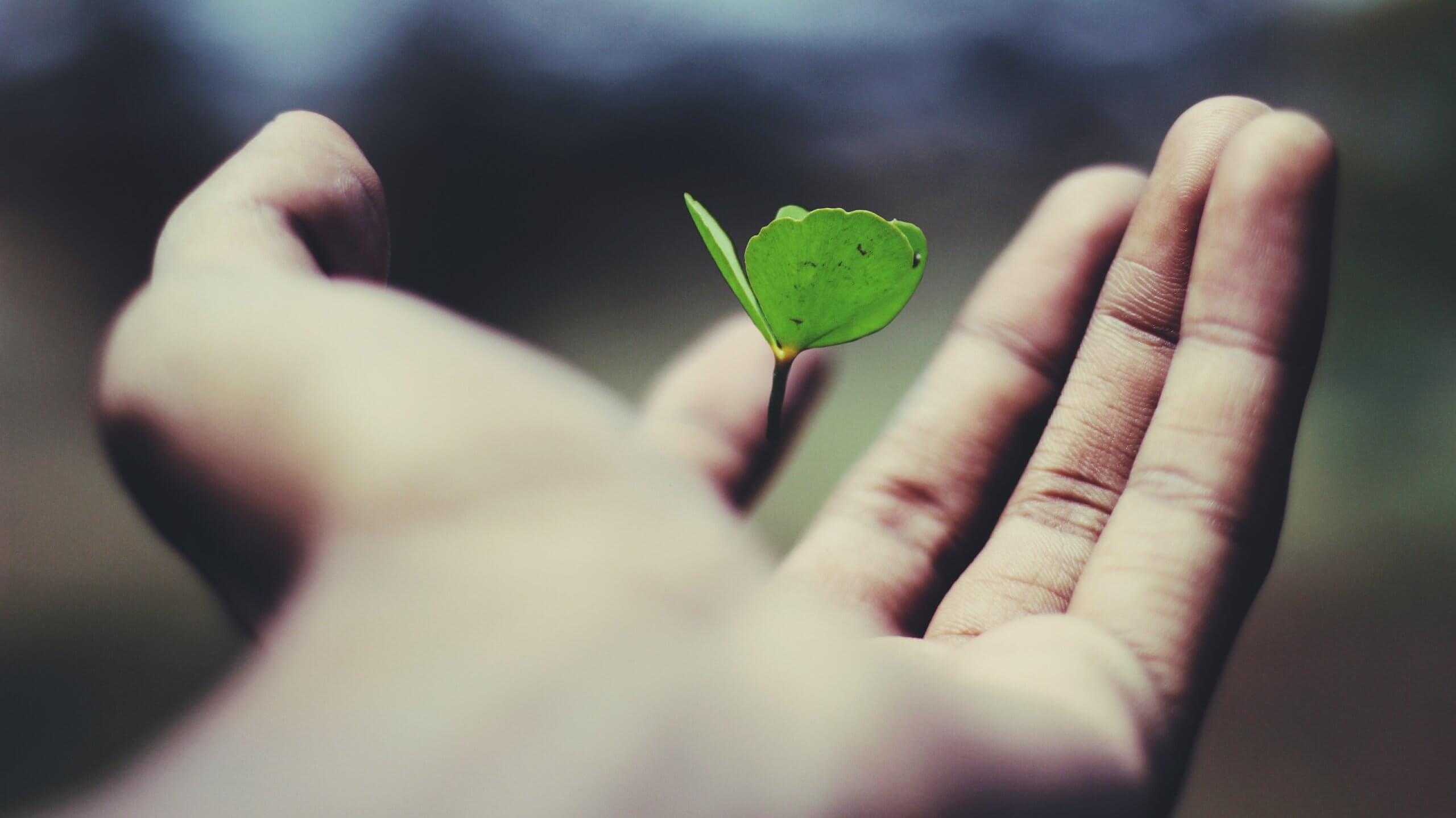 Hand with seed sprouting