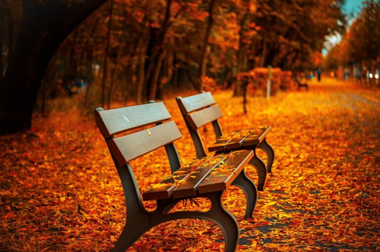 5 Steps to Embracing Growth: Leading with Autumn’s Wisdom